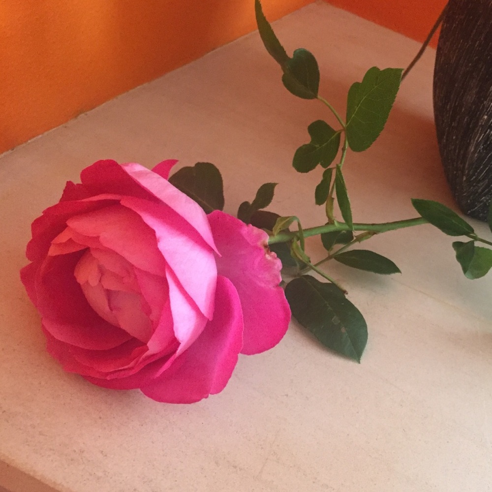 Meet your Posher, Janna